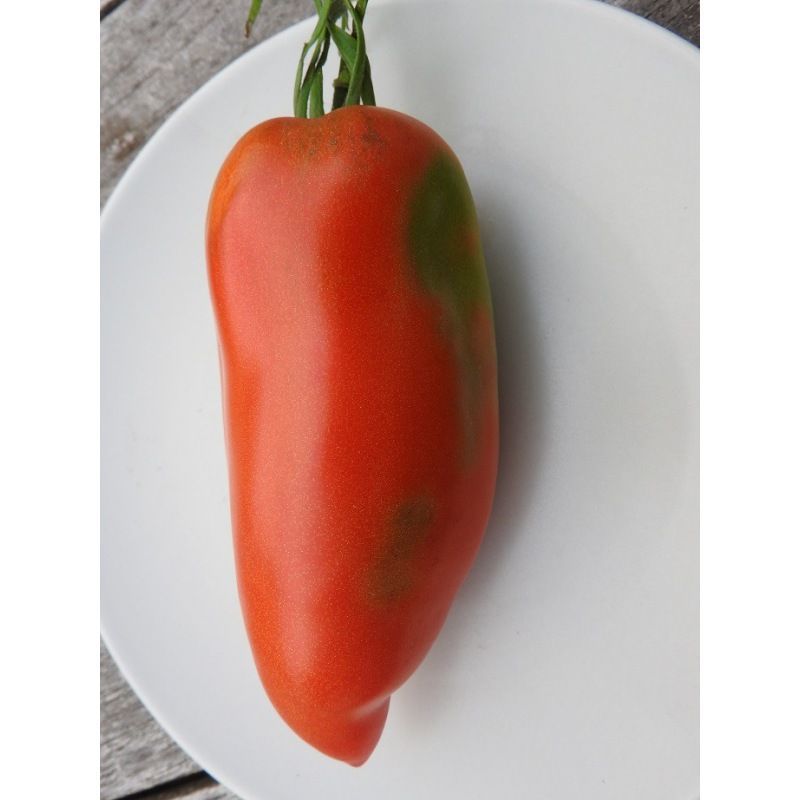 Semailles Tomate St Jean D'Angely