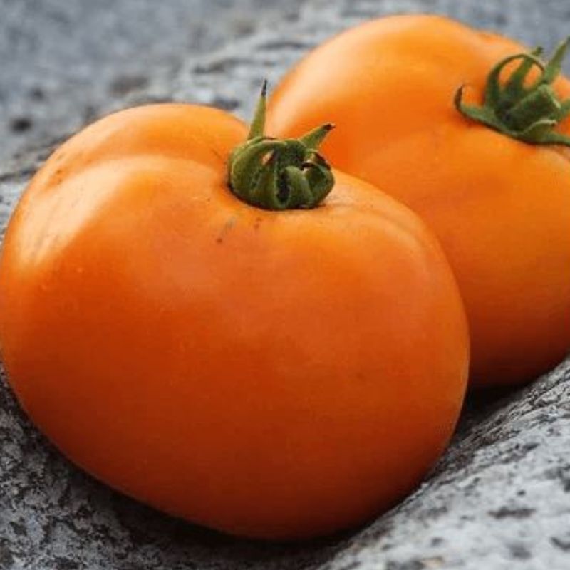 Semailles Tomate Valencia Orange