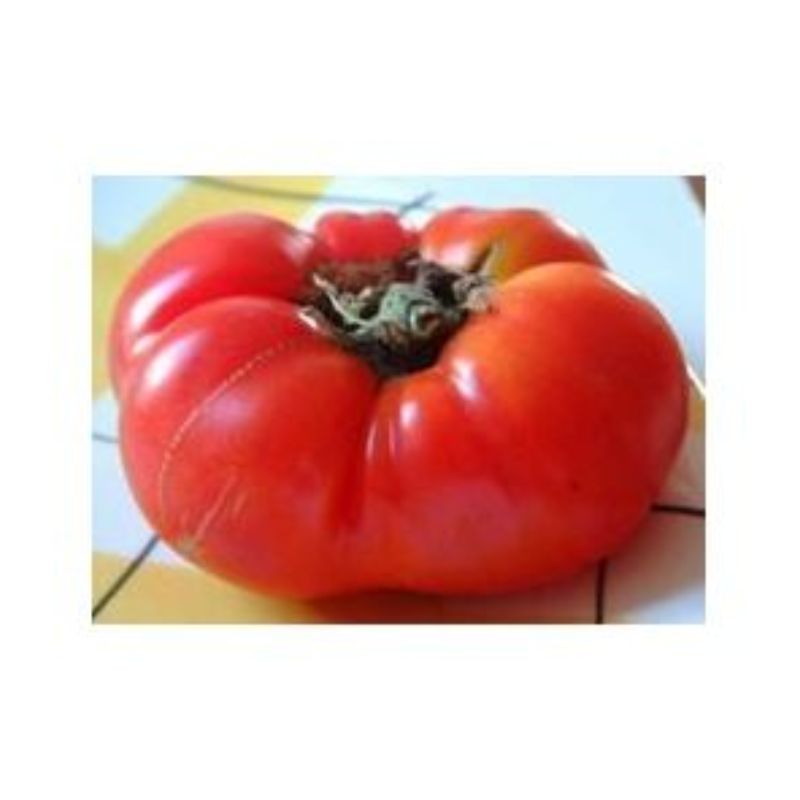 Semailles Tomate Sasha Altaï