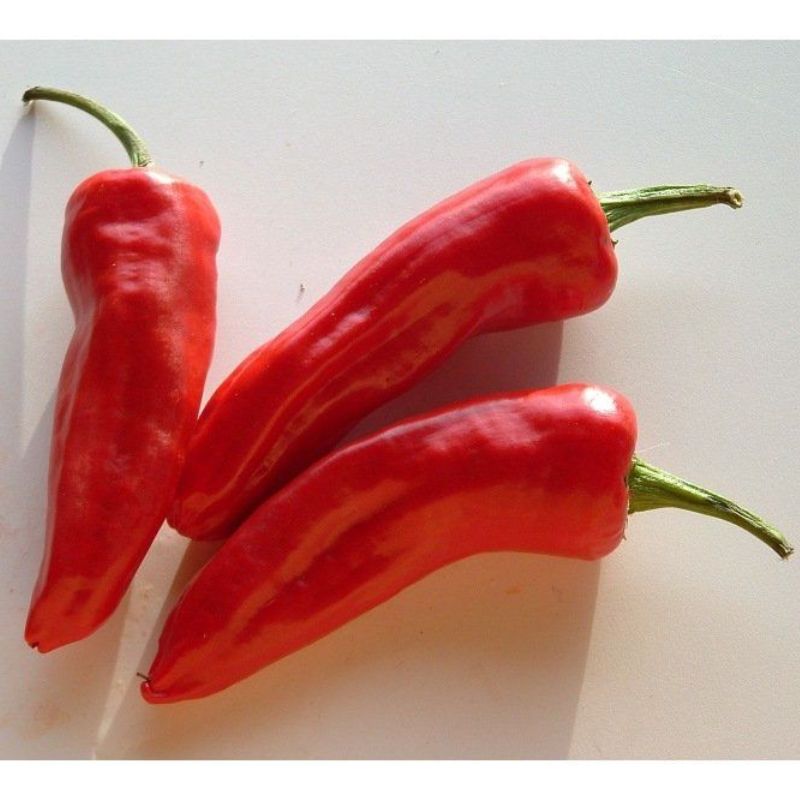 Semailles Piment d'Espelette