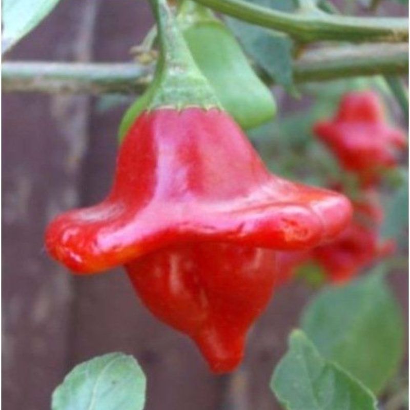 Semailles Piment Bishop crown