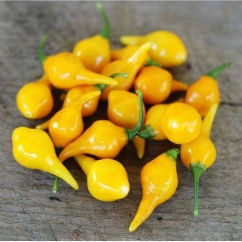 Semailles Piment Biquinho jaune