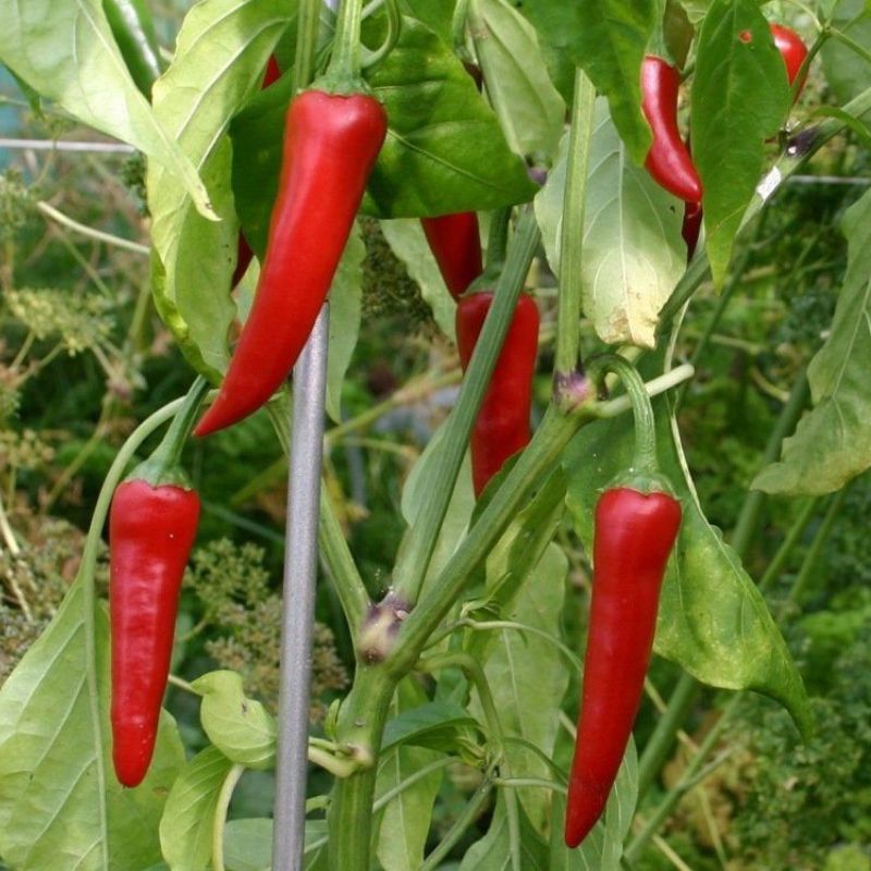 Semailles Piment de Cayenne
