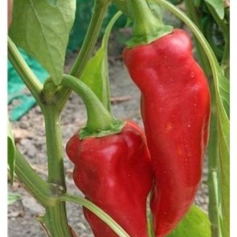 Semailles Piment de la Bresse