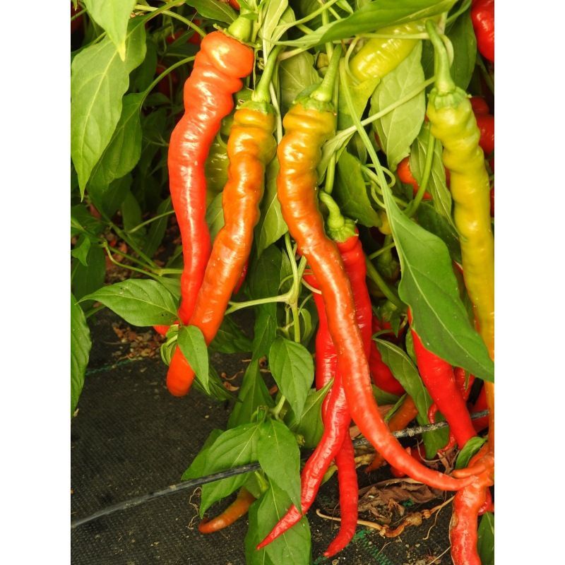 Semailles Piment Lombardo