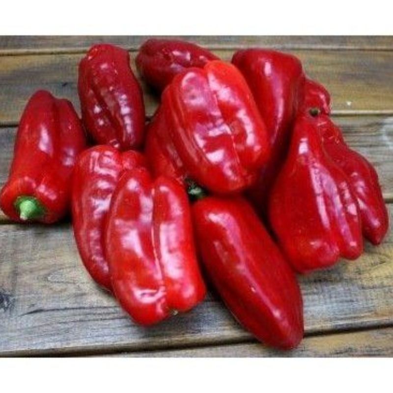 Semailles Poivron doux d'Espagne