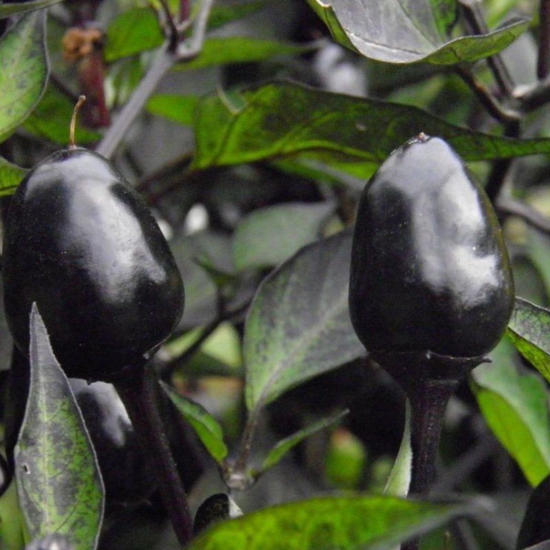 Semailles Piment Purple