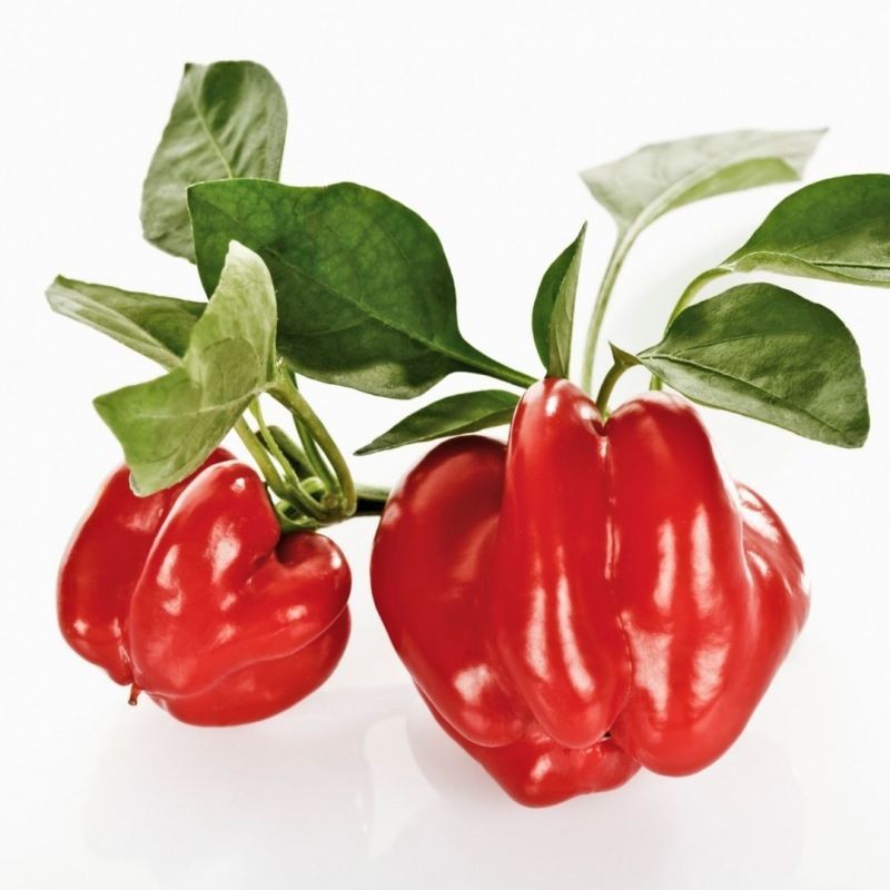 Semailles Piment Tomate