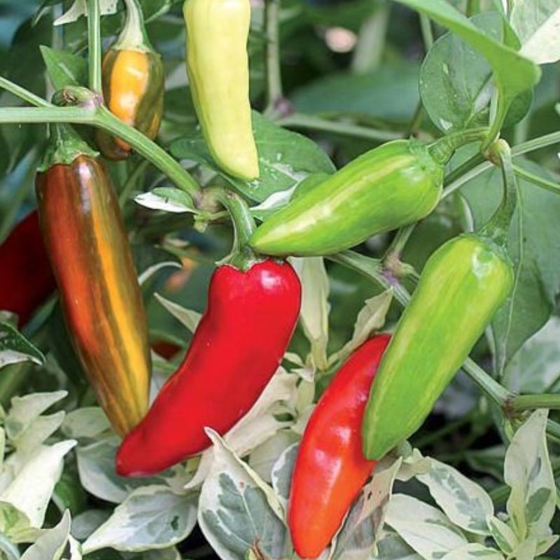 Semailles Piment Fish Pepper