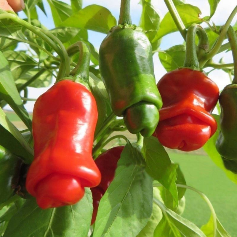 Semailles Piment Penis