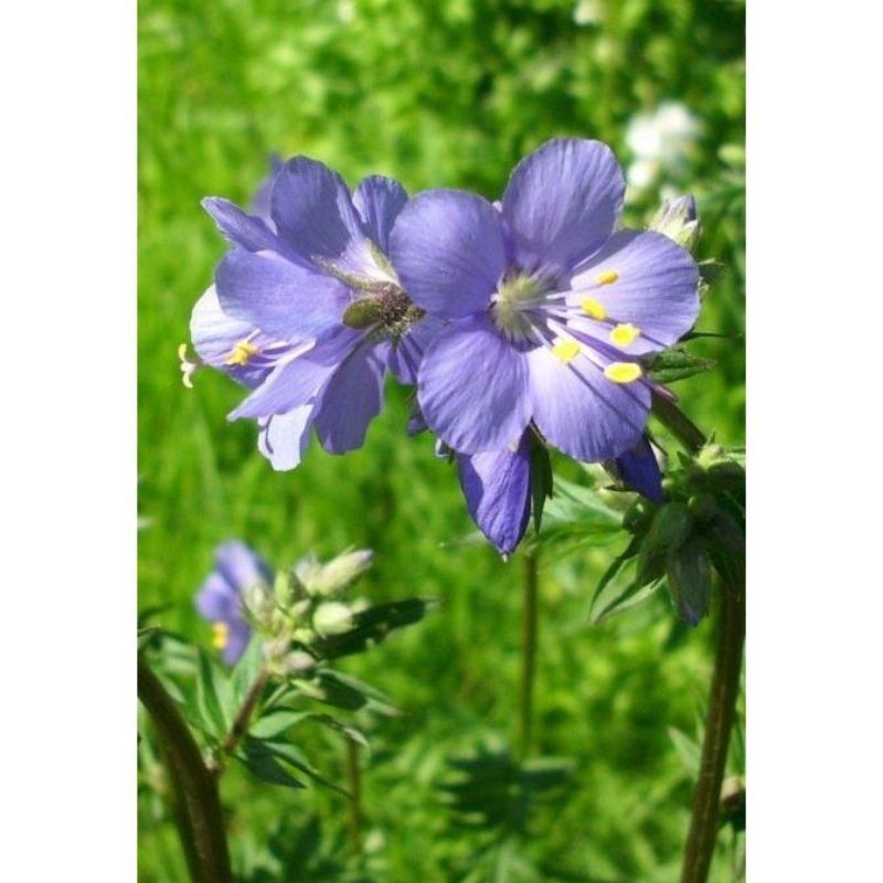 Semailles Polemonium bleu