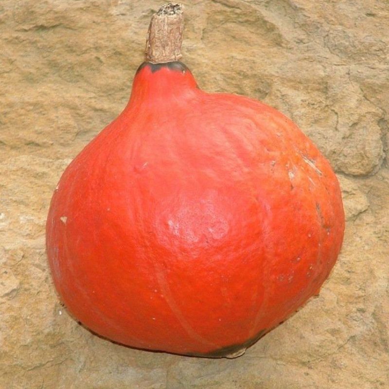 Semailles Potimarron Red Kuri