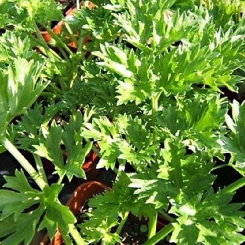 Semailles Per-cel ou céleri persil