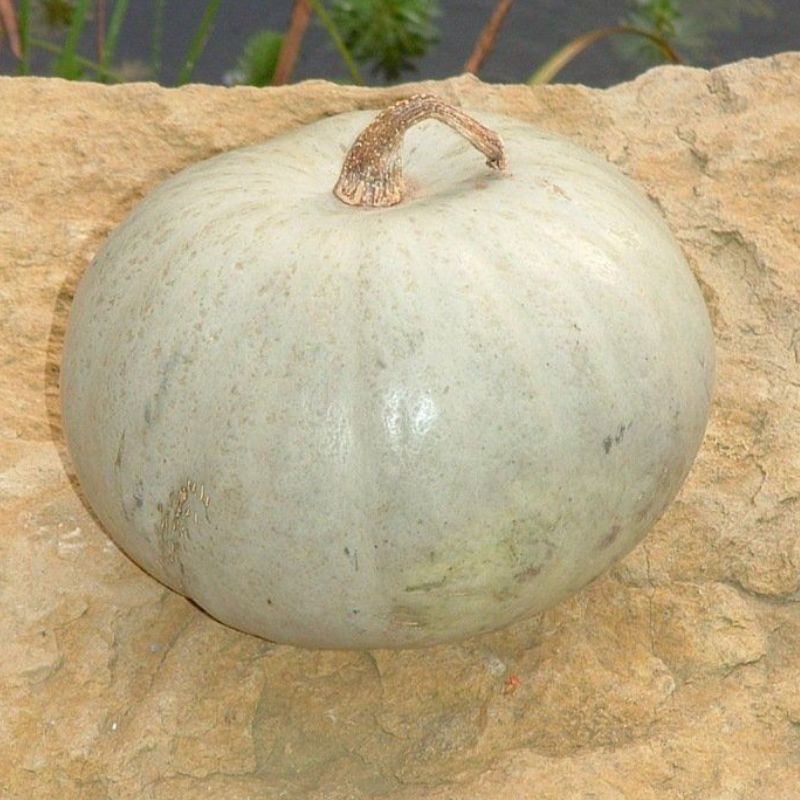 Semailles Potiron Bleu de Hongrie