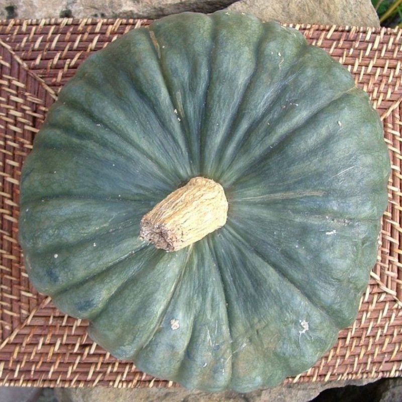 Semailles Potiron Marina di Chiogga