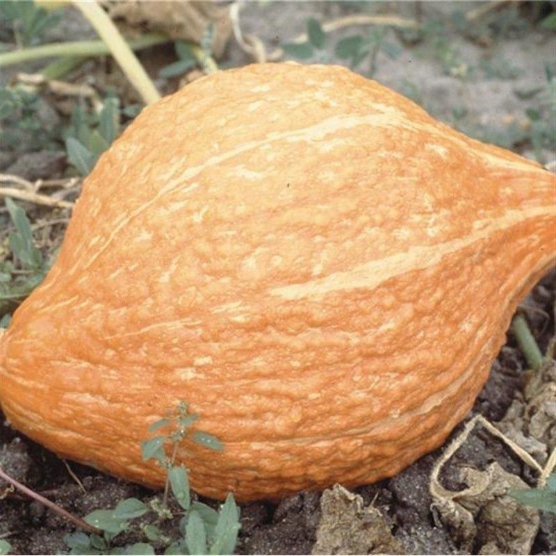 Semailles Potiron Golden Hubbard