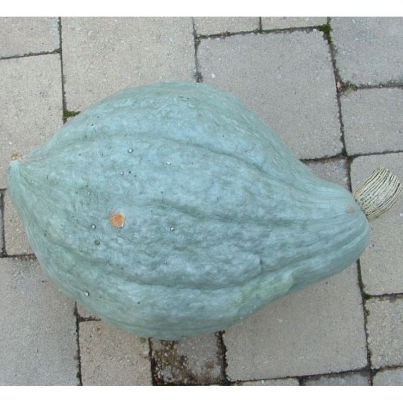 Semailles Potiron Hubbard bleu