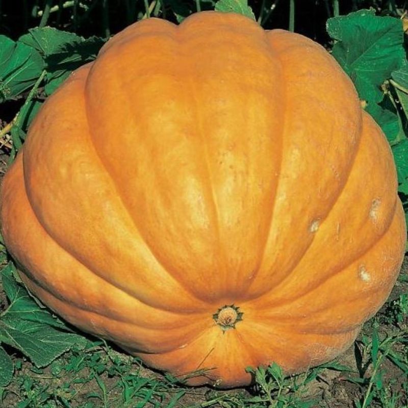 Semailles Potiron Giant Atlantic