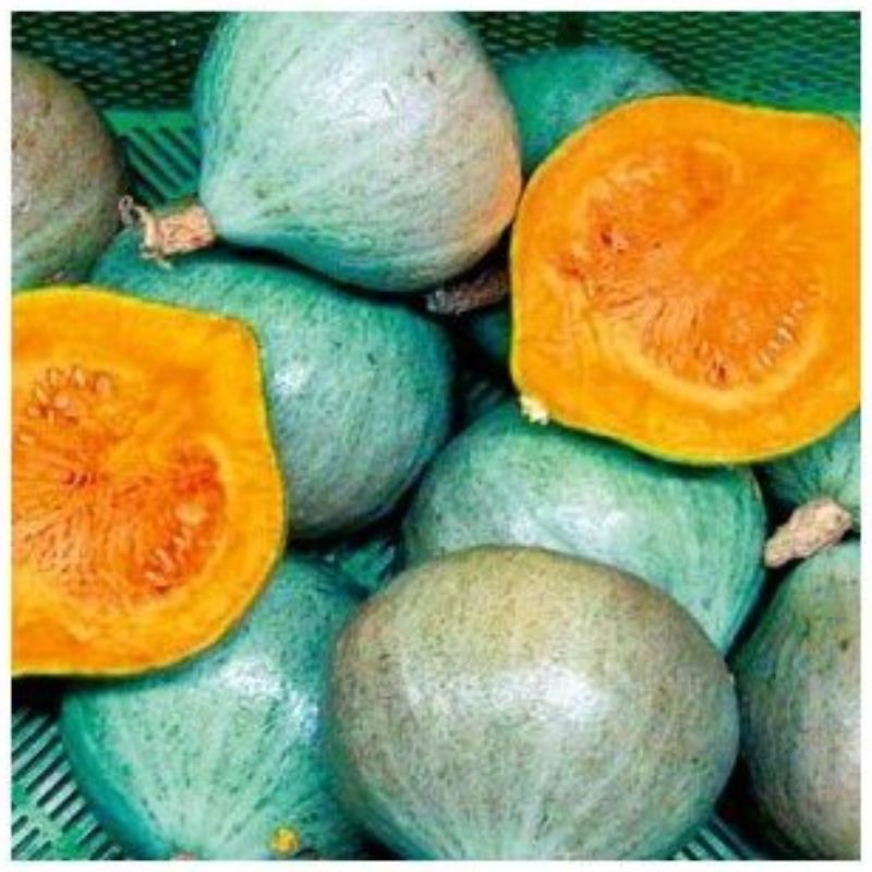 Semailles Potimarron Blue Ballet