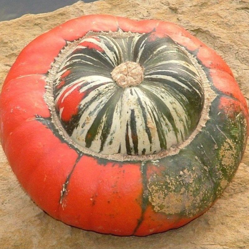 Semailles Potiron Giraumon Turban Turc