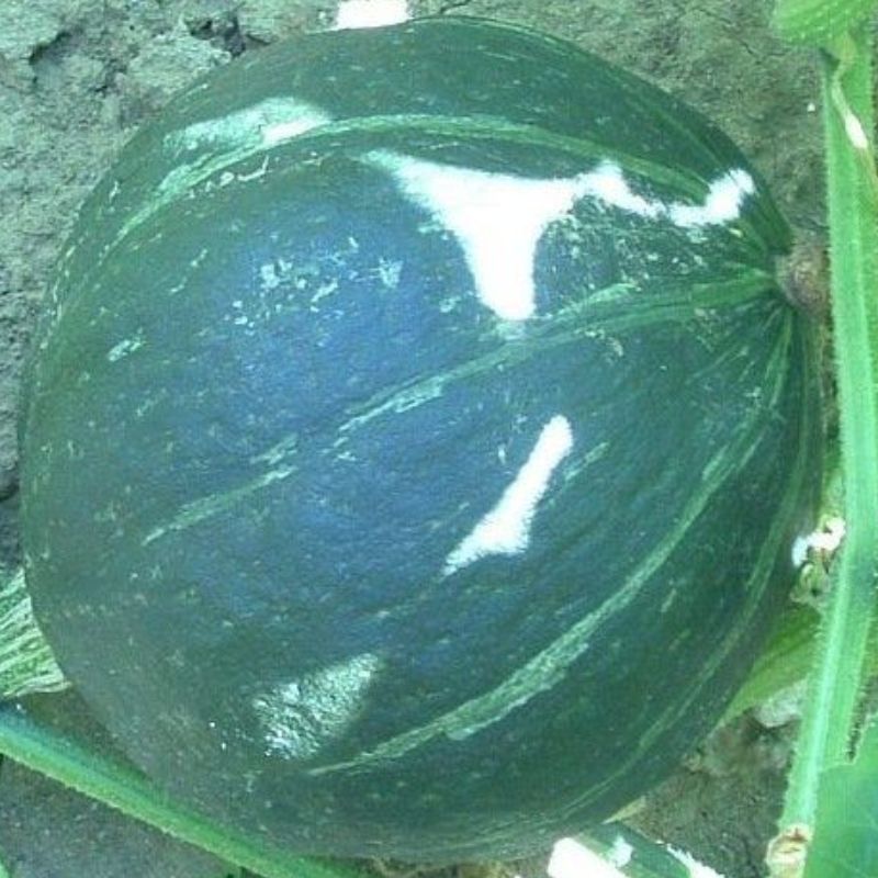 Semailles Potimarron Green Hokkaïdo