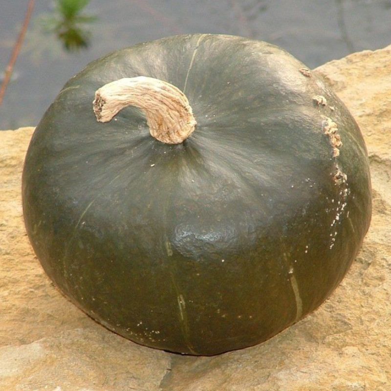 Semailles Potiron Buttercup