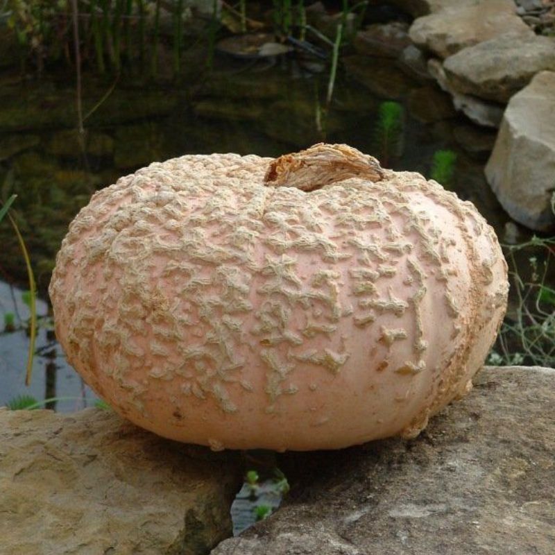 Semailles Potiron Galleux d'Eysines