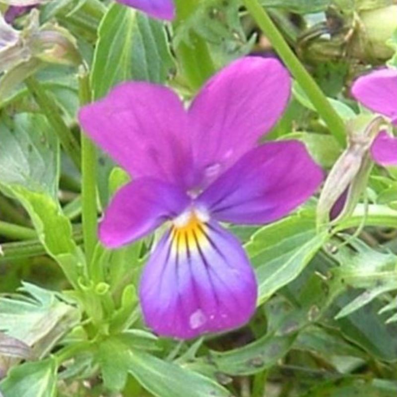 Semailles Pensée sauvage