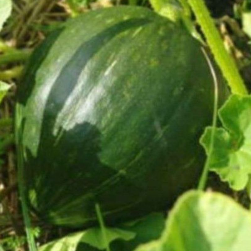 Semailles Potiron Vert Olive