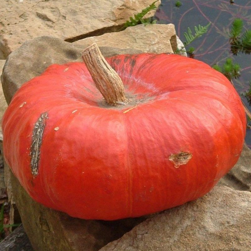 Semailles Potiron Rouge vif d'Etampes