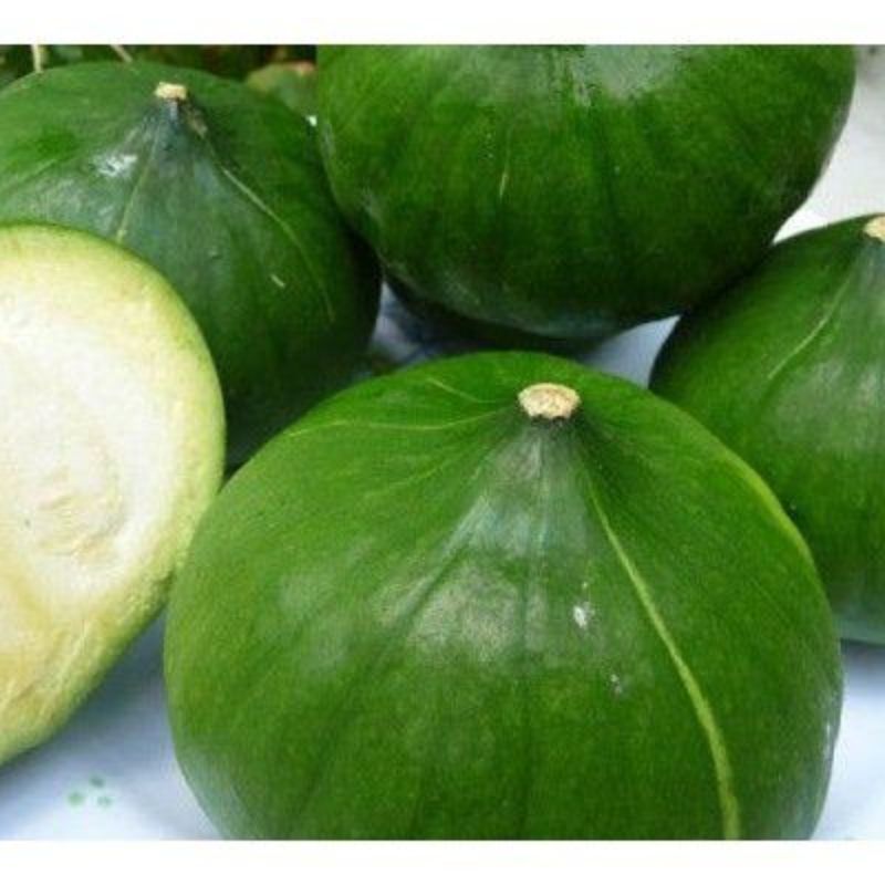 Semailles Potiron Zapallito del Tronco