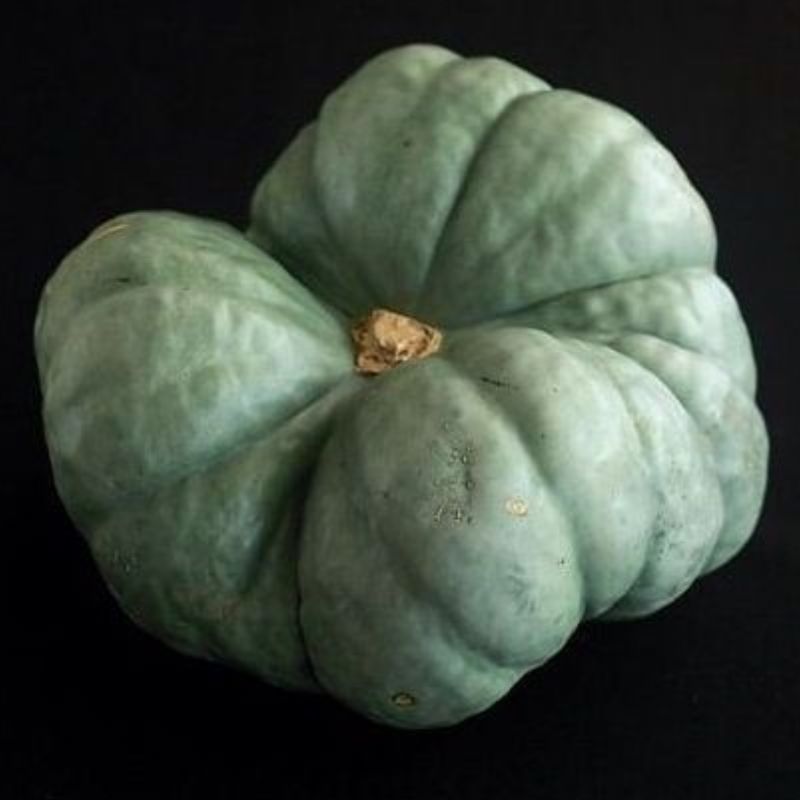 Semailles Potiron Tristar Triamble