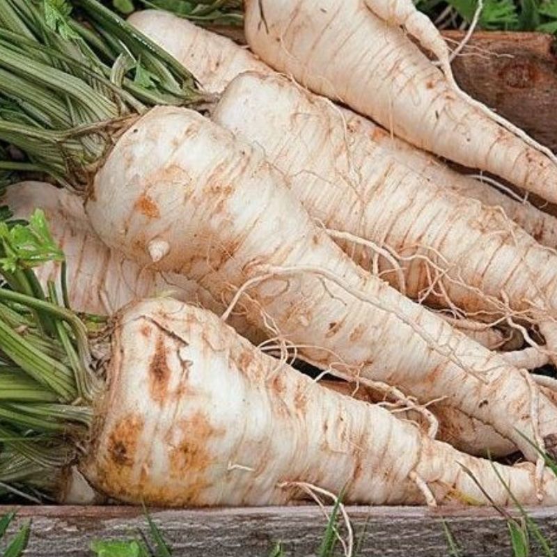 Semailles Persil Racine