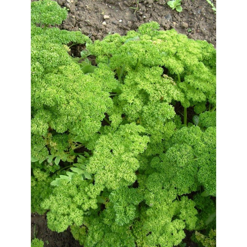 Semailles Persil Frisé nain mousse 2