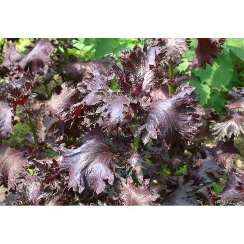 Semailles Perilla Pourpre