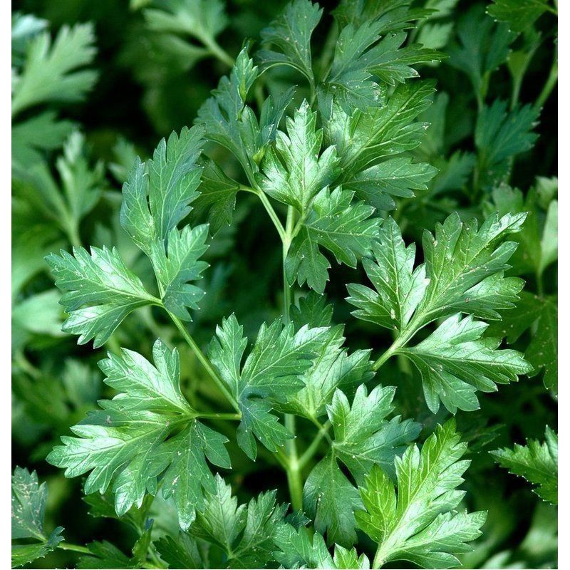 Semailles Persil commun