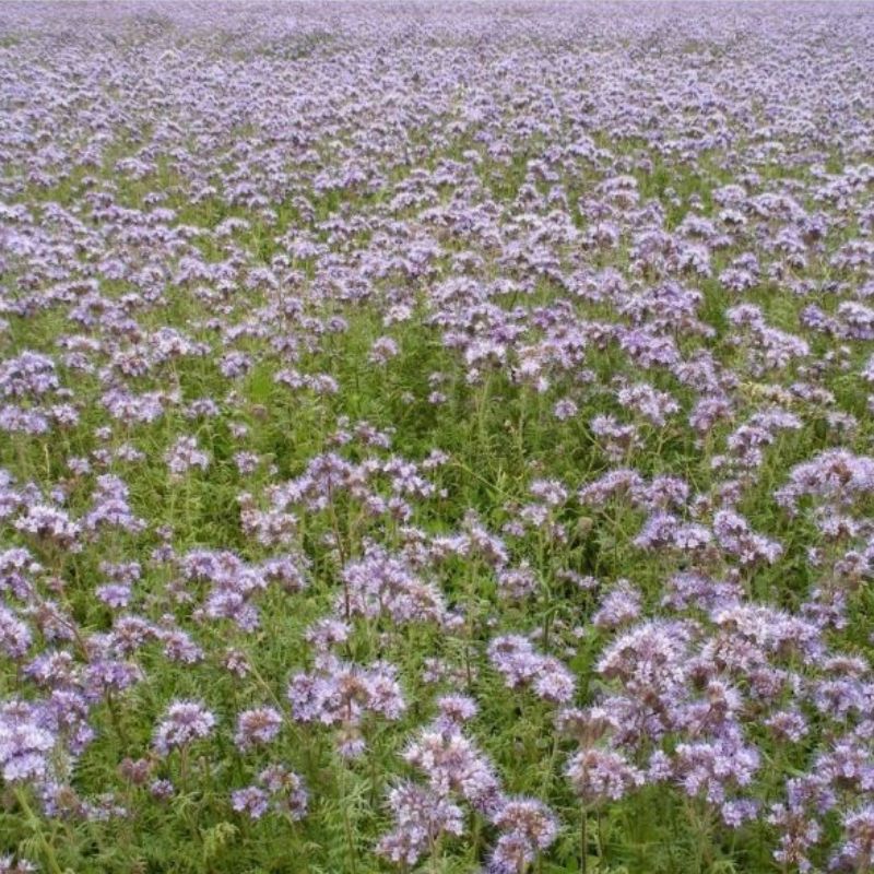 Semailles Phacélie