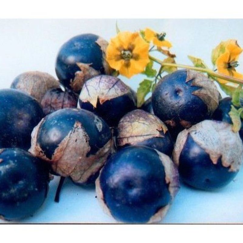 Semailles Physalis Tomatillo