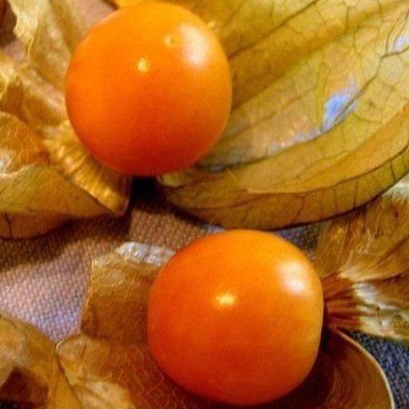 Semailles Physalis Alkekenge jaune