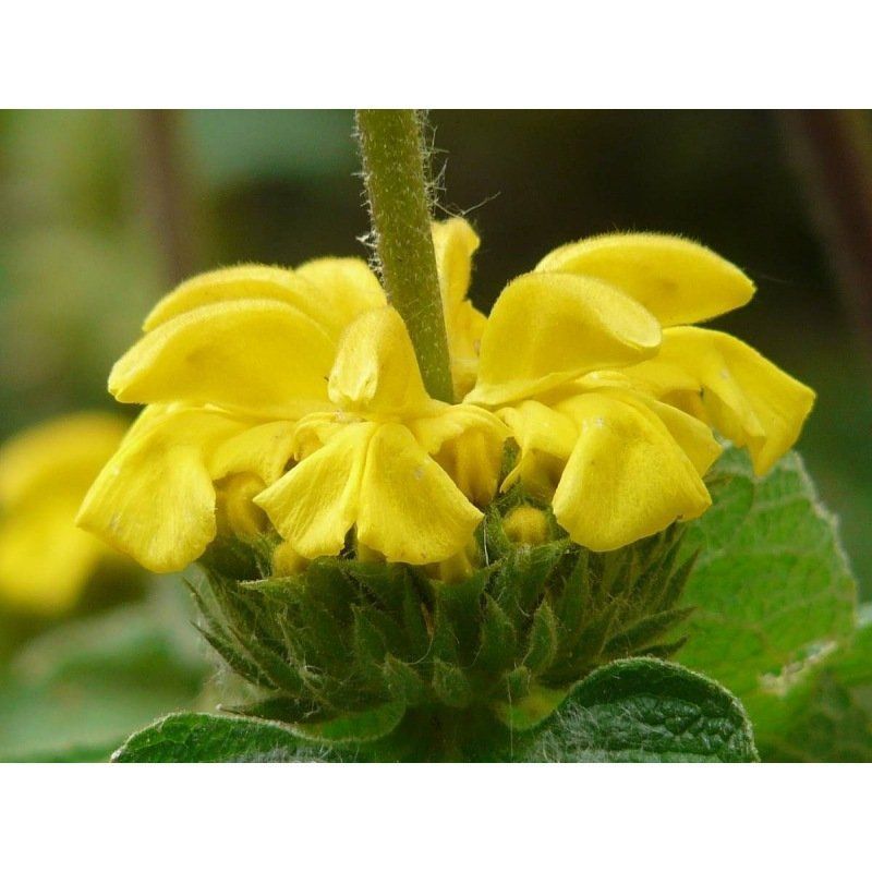 Semailles Phlomis jaune