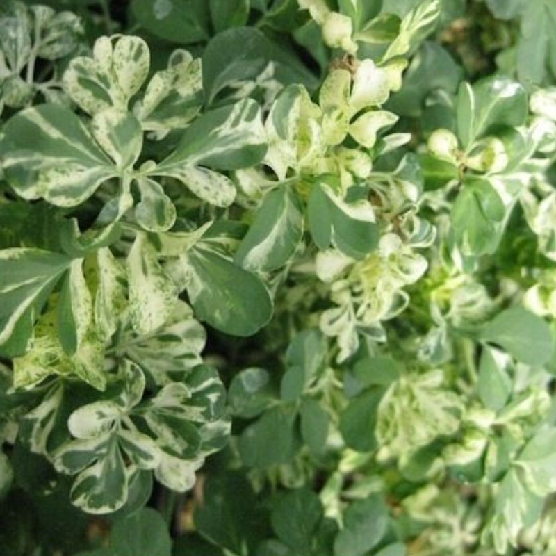 Semailles Rue Bigarrée