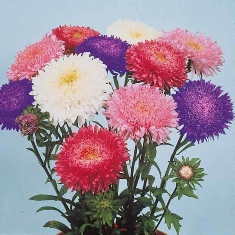 Semailles Reine marguerite en mélange