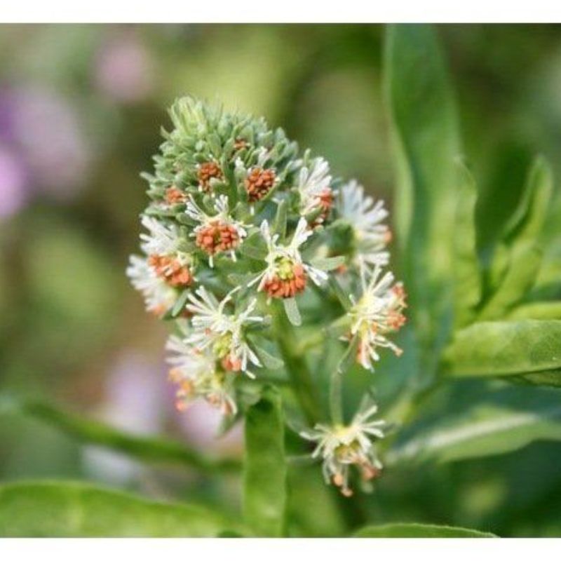 Semailles Réséda odorant