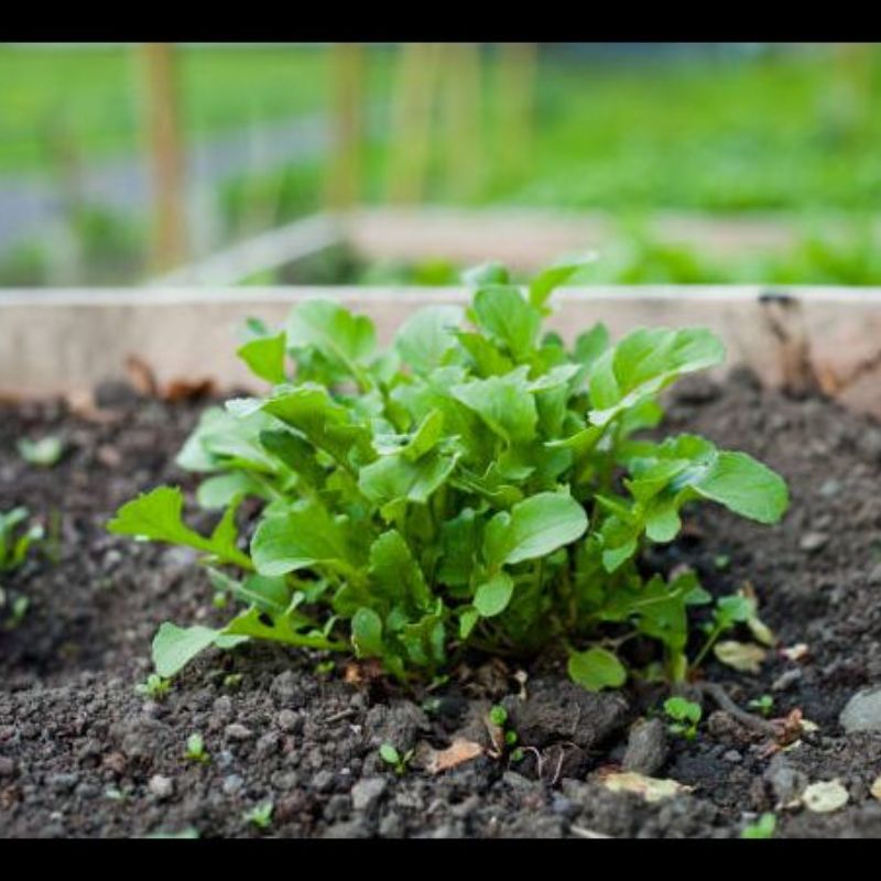 Semailles Roquette Wasabi