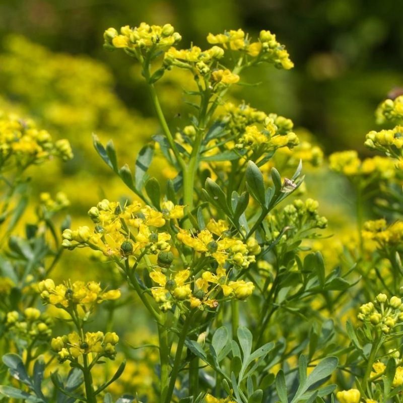 Semailles Rue commune