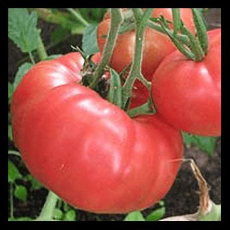 Semailles Tomate Brandywine