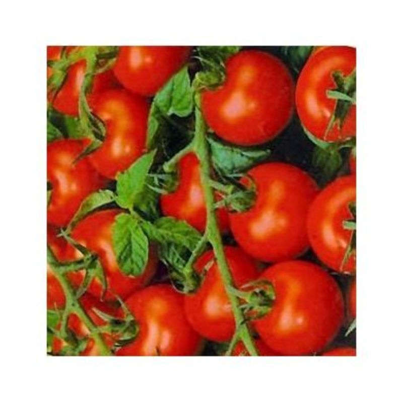 Semailles Tomate Zuckertraube