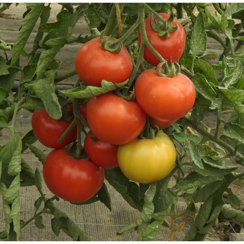 Semailles Tomate Belle de Lorraine