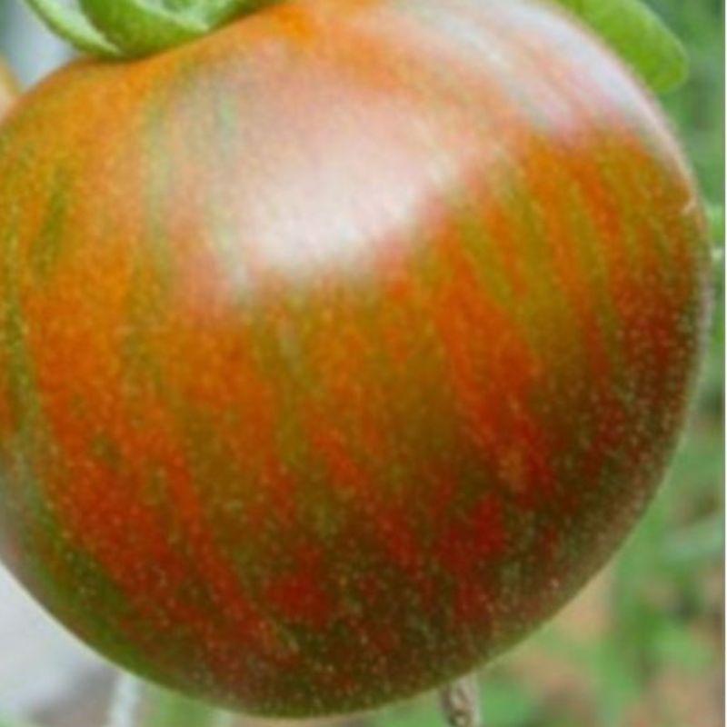 Semailles Tomate Black Zebra