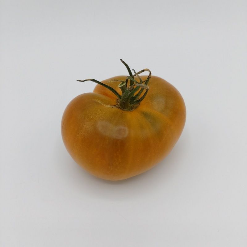 Semailles Tomate Bronze de Belgique